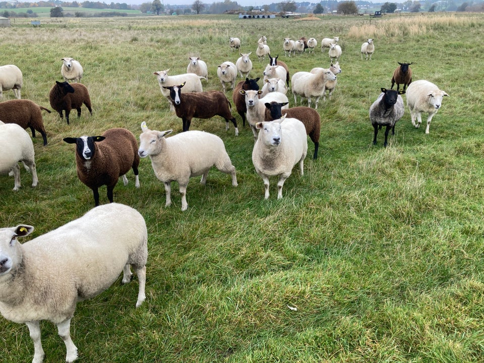 Får, Dorset blandet med Zwartbles,