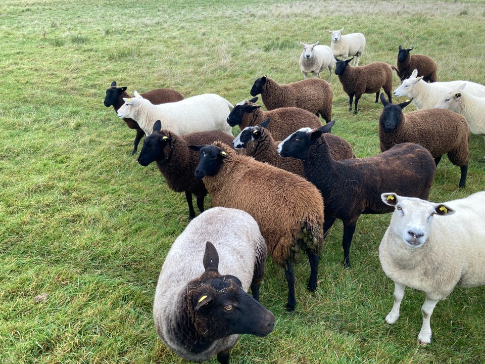 Får, Dorset blandet med Zwartbles,