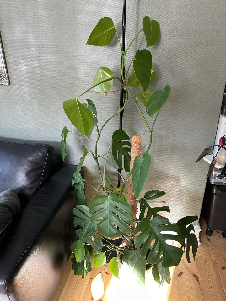 Philodendron , Variagate