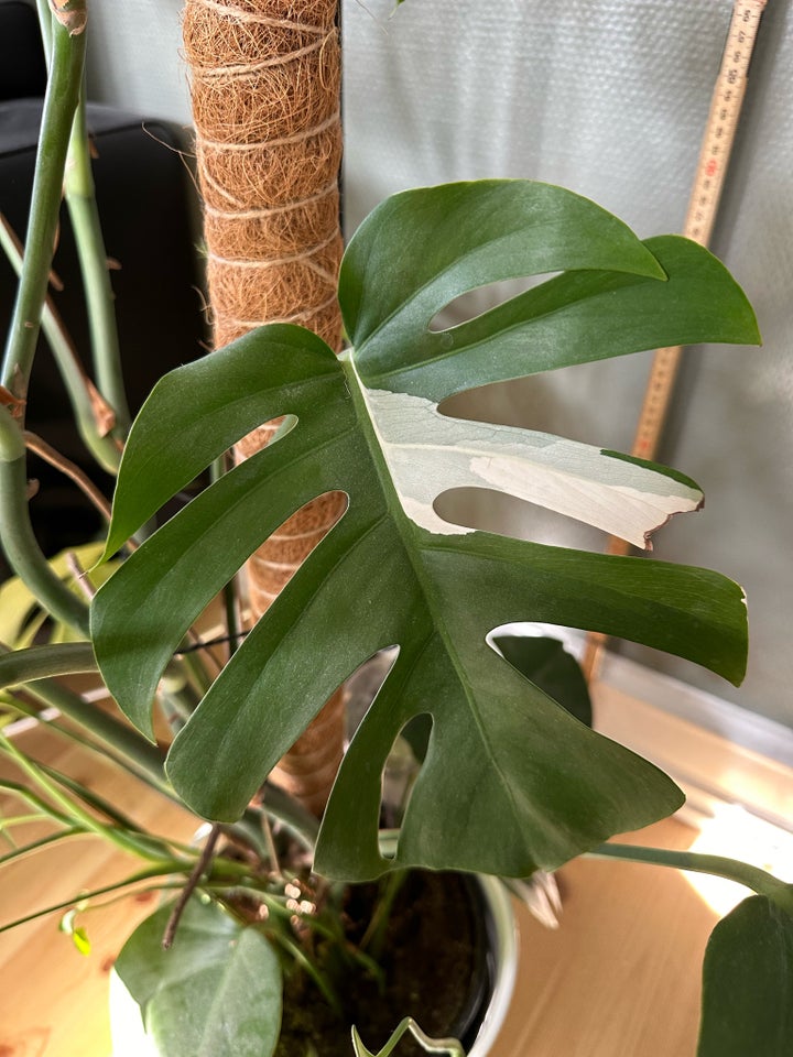 Philodendron , Variagate