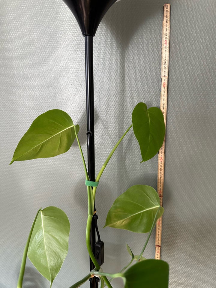 Philodendron , Variagate