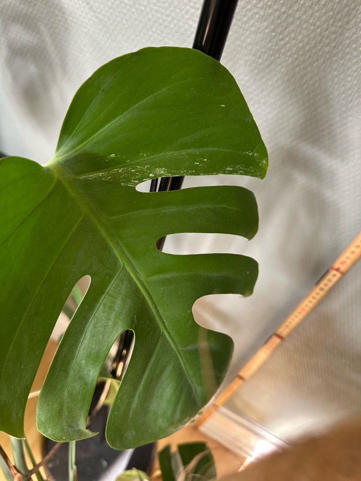 Philodendron , Variagate