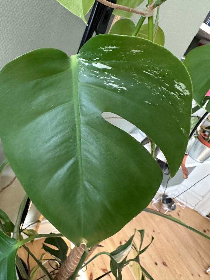 Philodendron , Variagate