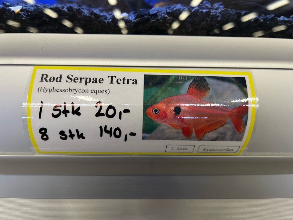 Rød serpae tetra 8 stk