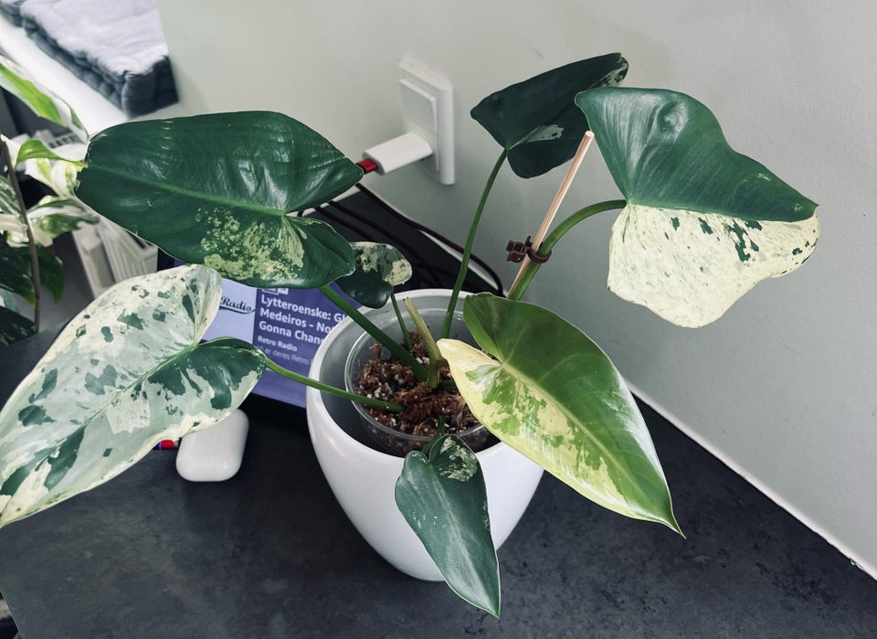 Stueplanter  Philodendron