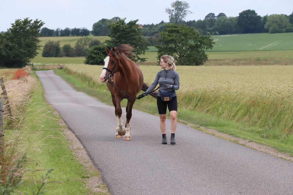 Welsh Cob vallak 6 år