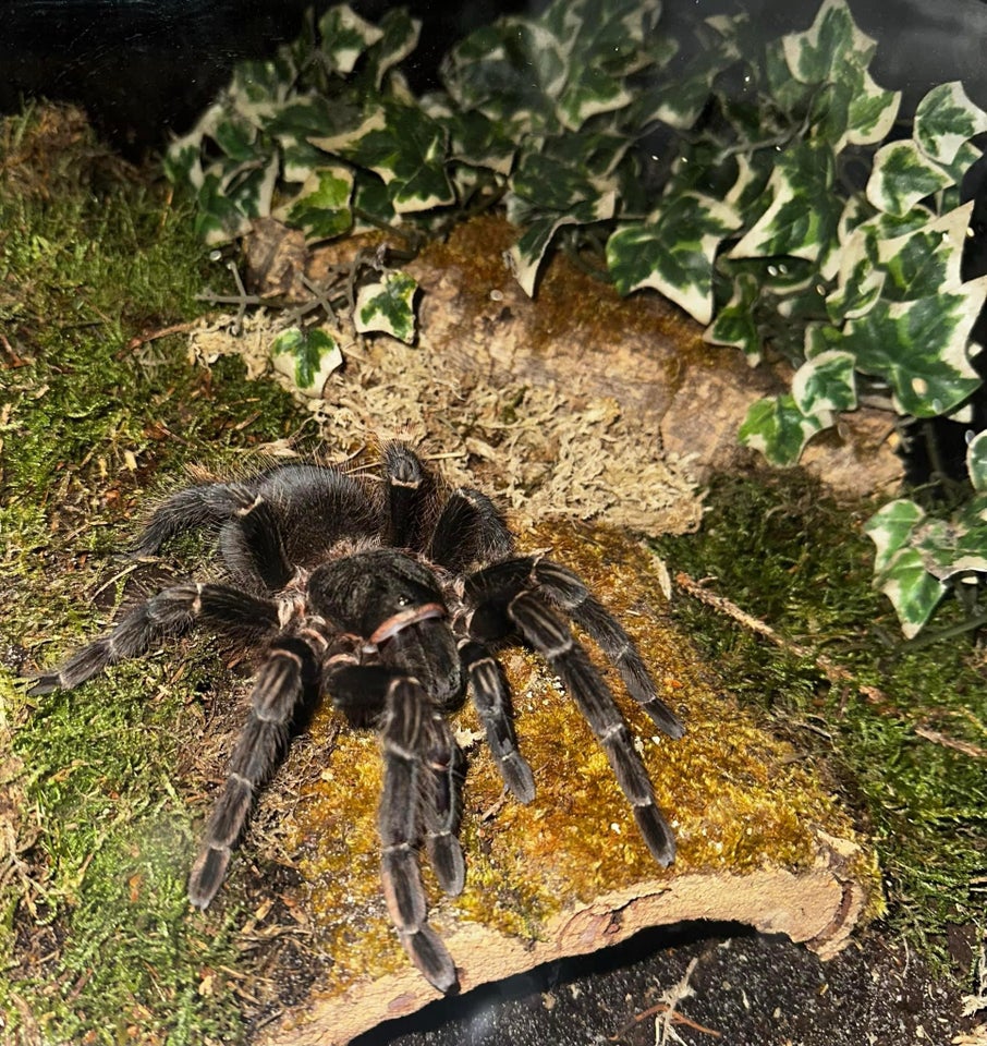 Edderkop, Lasiodora parahybana