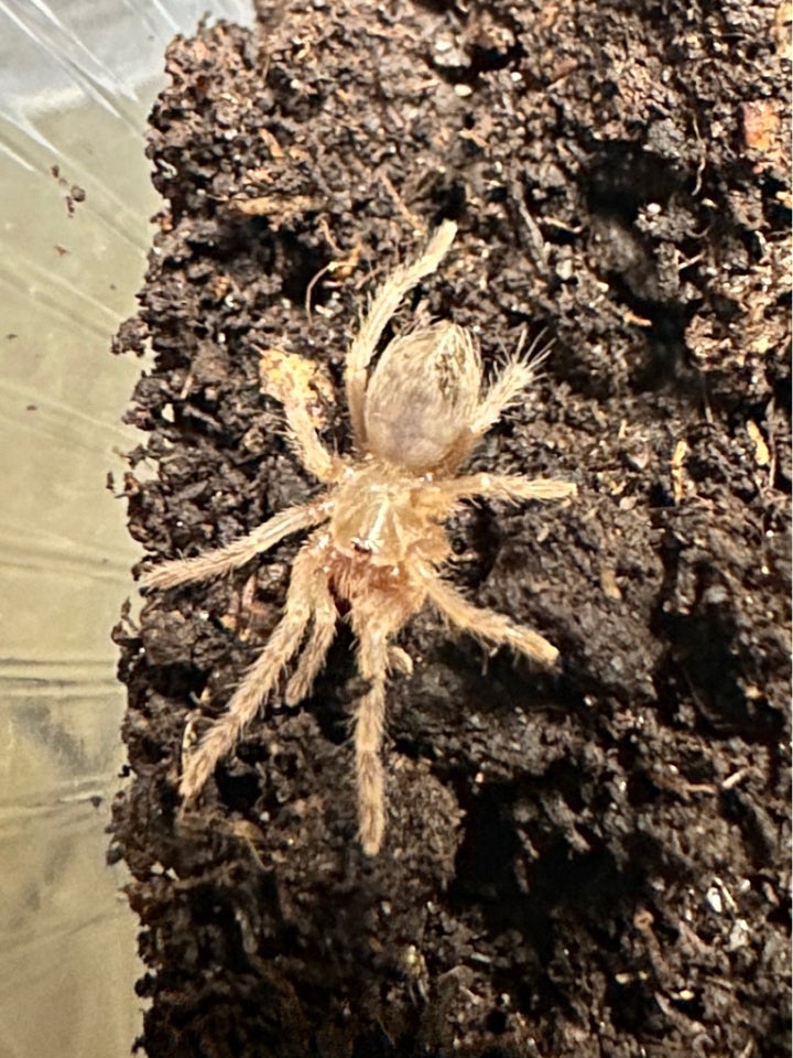 Edderkop, Lasiodora parahybana