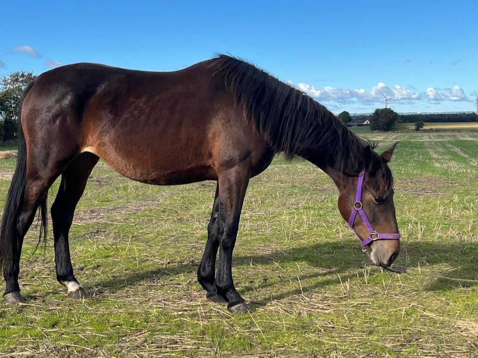 Knabstrupper, hoppe, 2 år