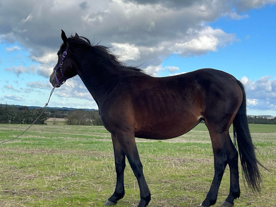 Knabstrupper, hoppe, 2 år