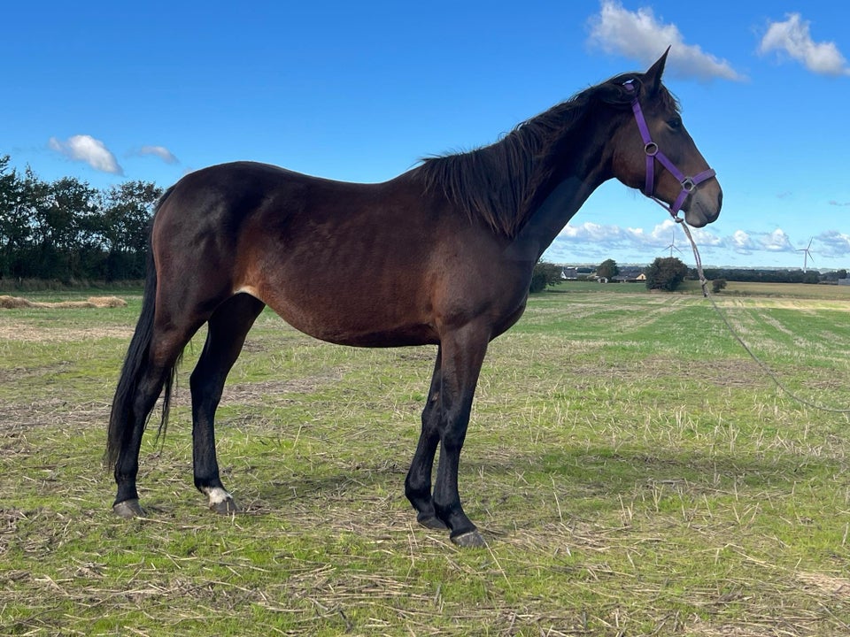 Knabstrupper, hoppe, 2 år