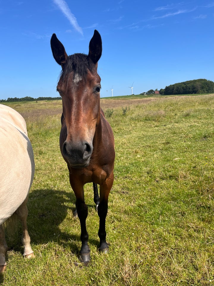 Knabstrupper, hoppe, 2 år