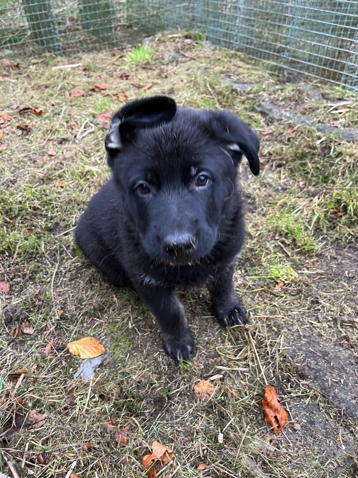 Boxer, schæfer, rottweiler