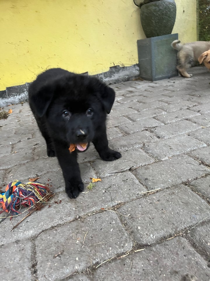 Boxer, schæfer, rottweiler