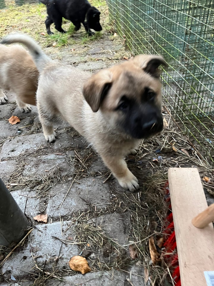 Boxer, schæfer, rottweiler