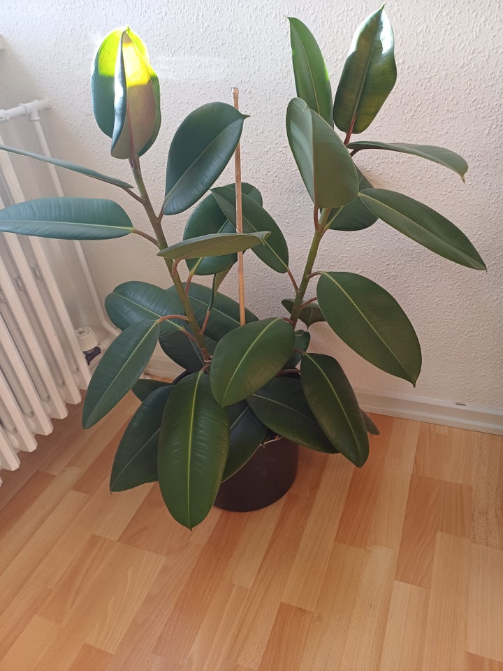 Stue plante, Gummietræ