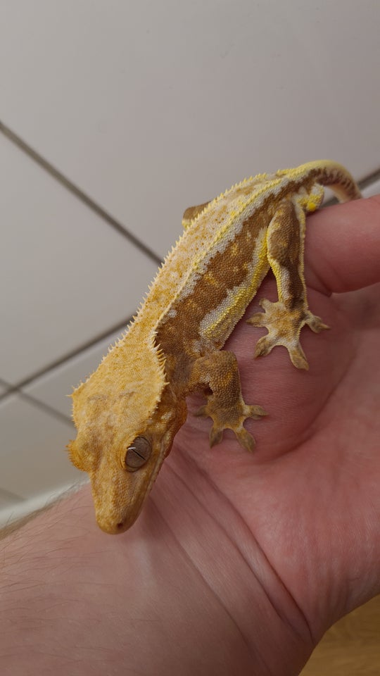 Gekko, Kronegekko