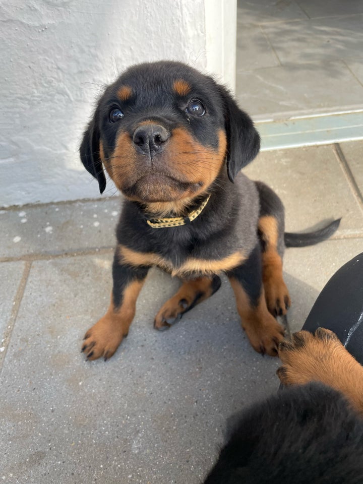 Rottweiler  hund 9 mdr