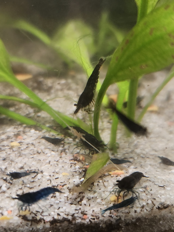 Neocaridina Blue Diamond, 10 stk.