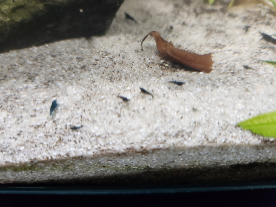 Neocaridina Blue Diamond, 10 stk.