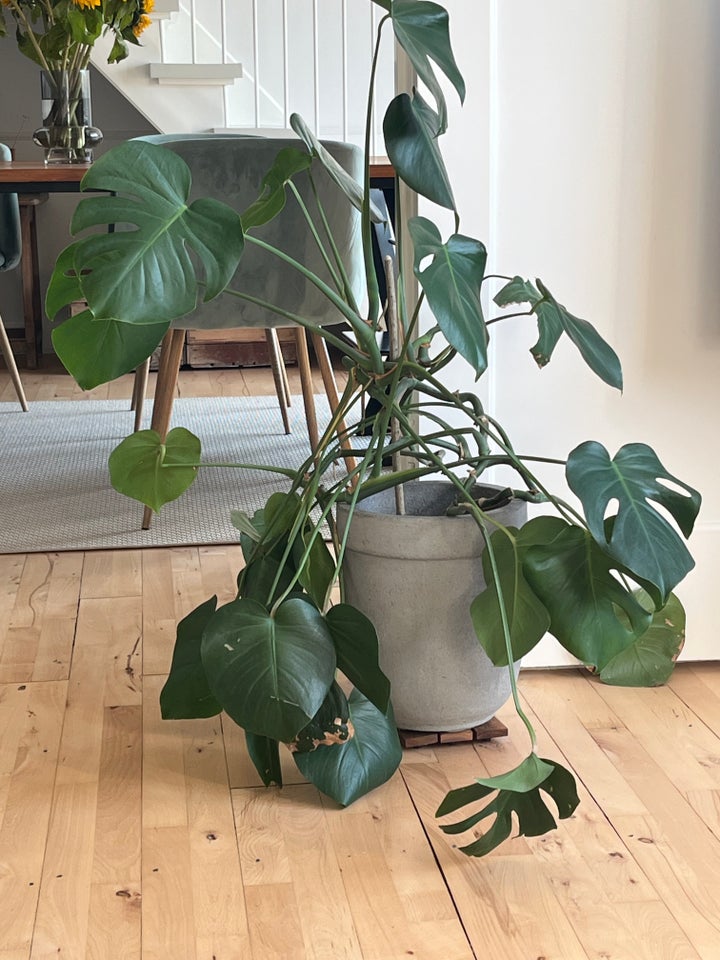 Fingerphilodendron