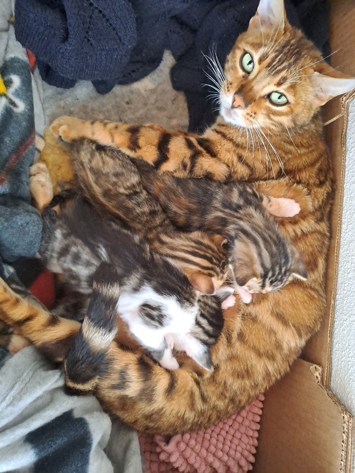 Flere killinger, Bengal mix, 4 mdr.