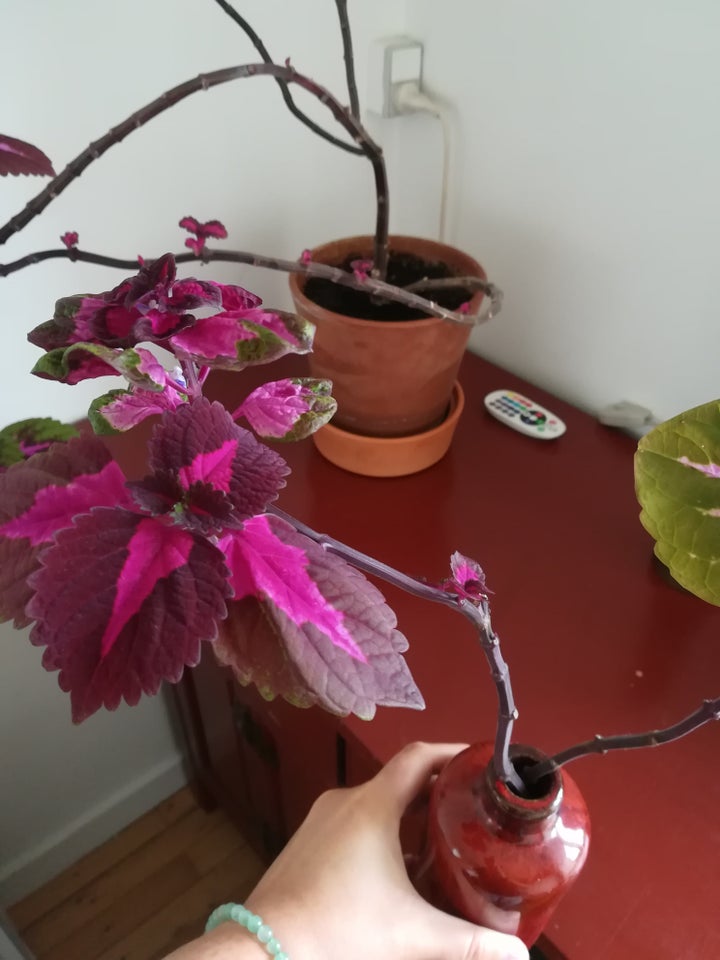 Coleus paletblad