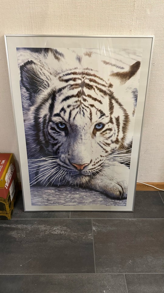 Plakat med ramme, motiv: Hvid tiger