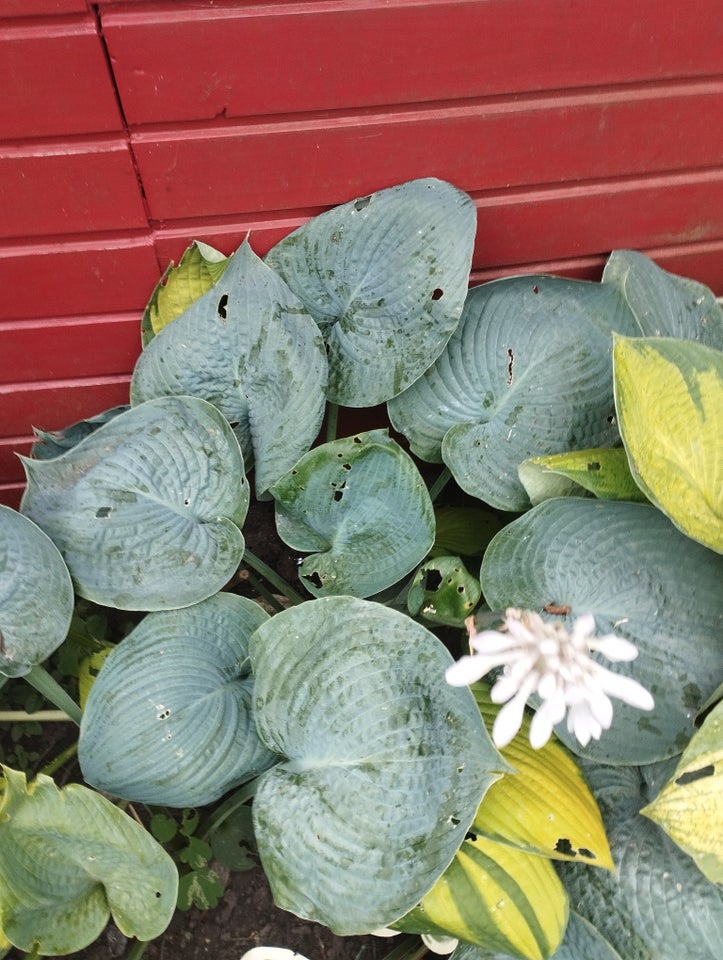 Stauder HOSTA