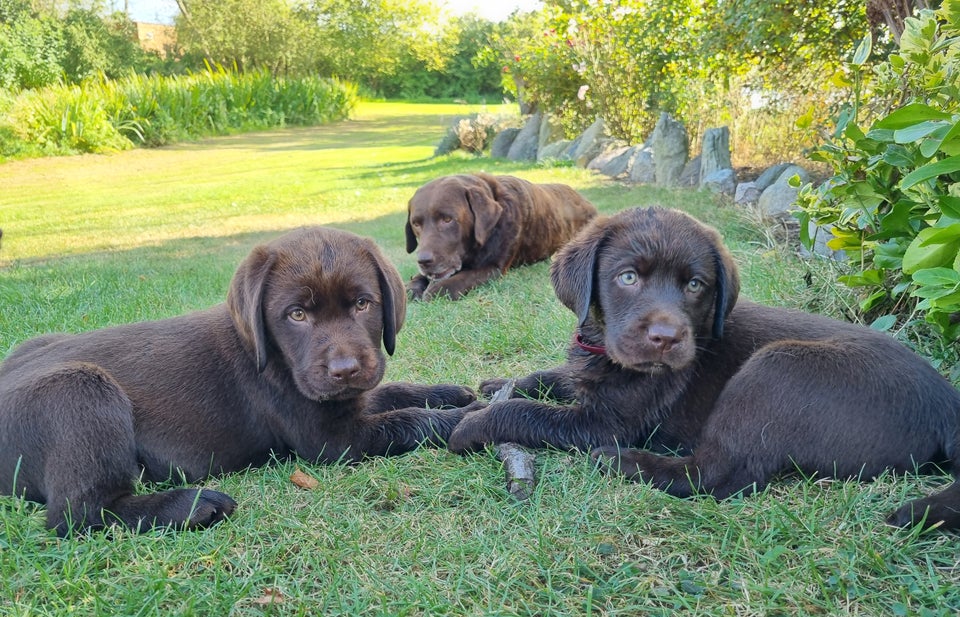 Brune labradorhvalpe af den