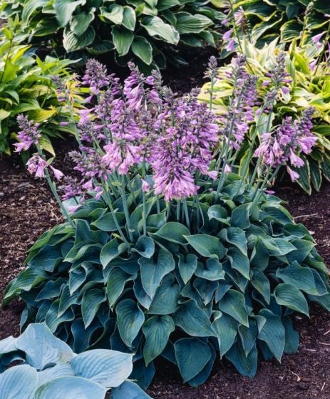 Staude Hosta