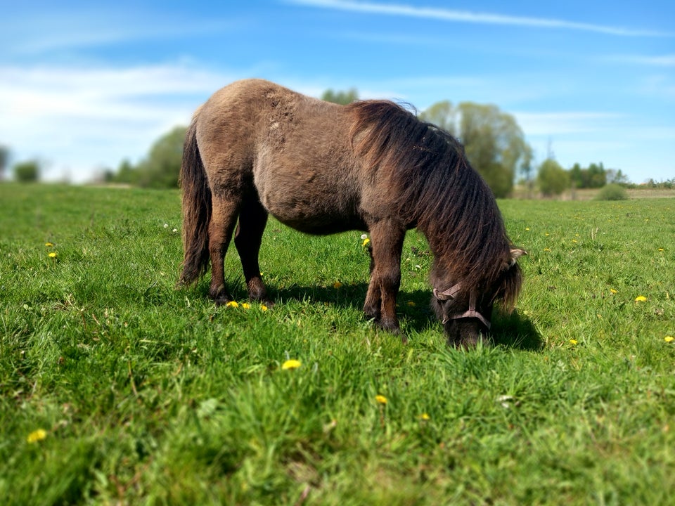 Shetlandspony hoppe 1 år