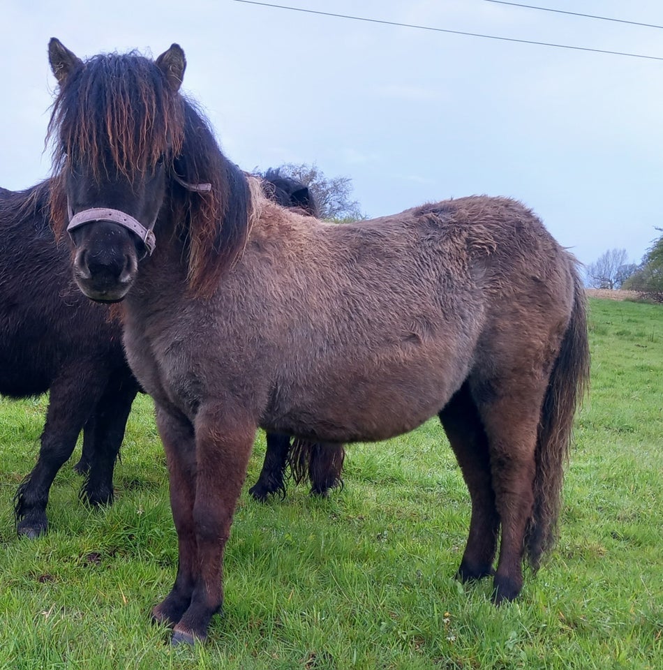 Shetlandspony hoppe 1 år