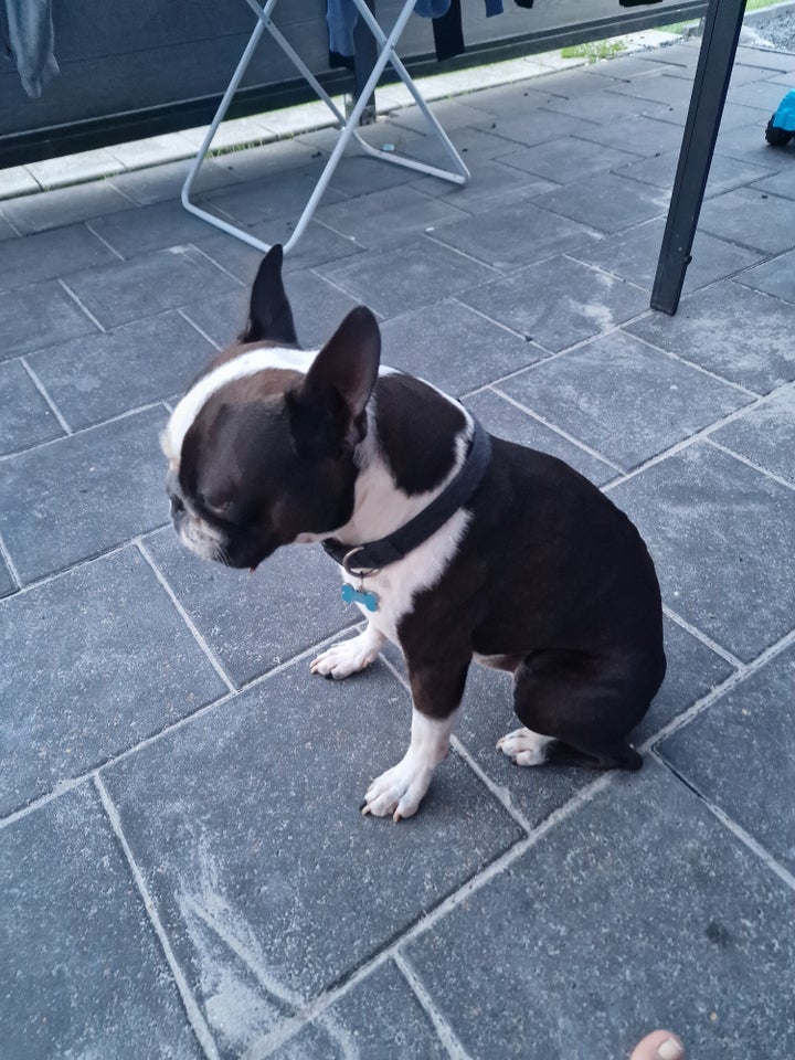 Boston terrier  hund 3 år