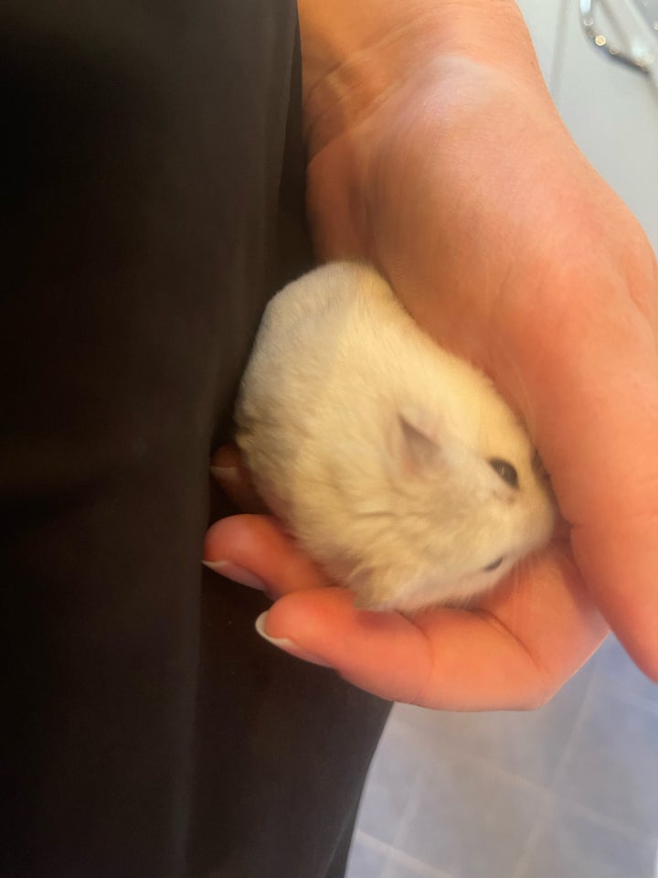 Hamster Dværghamster hvid 0 år