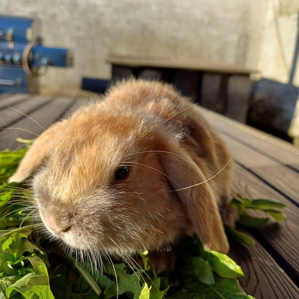 Kanin, Minilop, 0 år