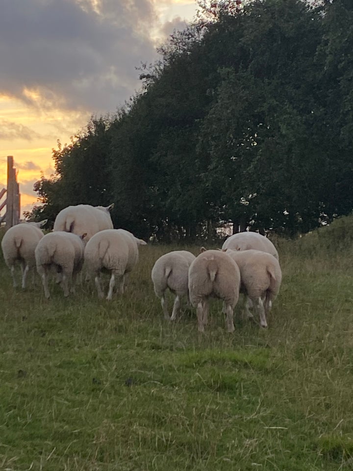 Får Texel  8 stk