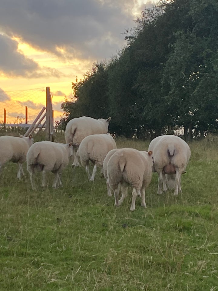 Får Texel  8 stk