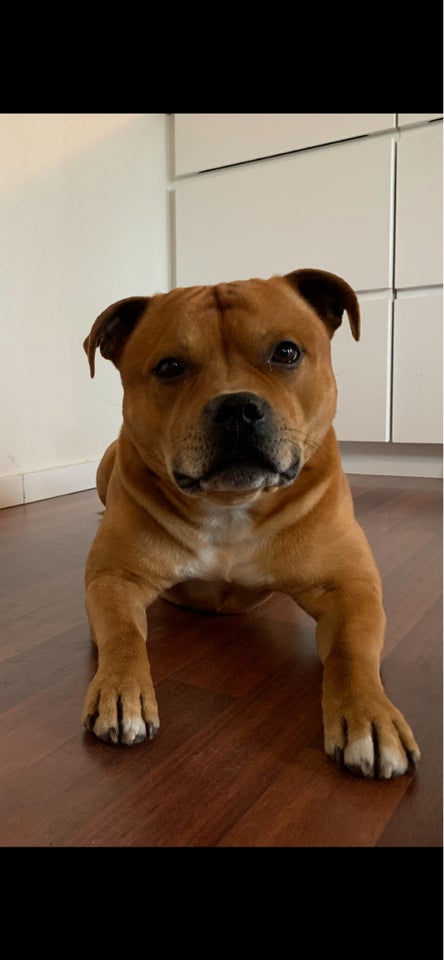 Staffordshire Bull Terrier hund