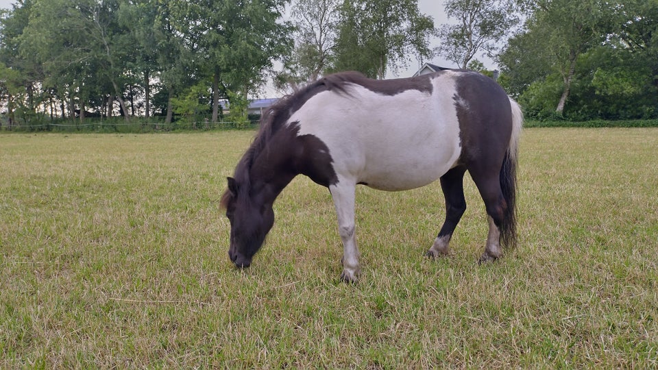 Islænder/Shetlænder hoppe 11 år