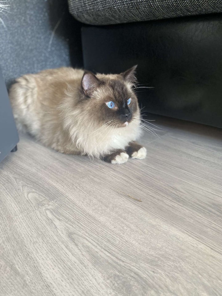 Hankat Ragdoll 2 år