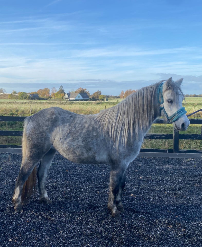 Welsh, hoppe, 2 år