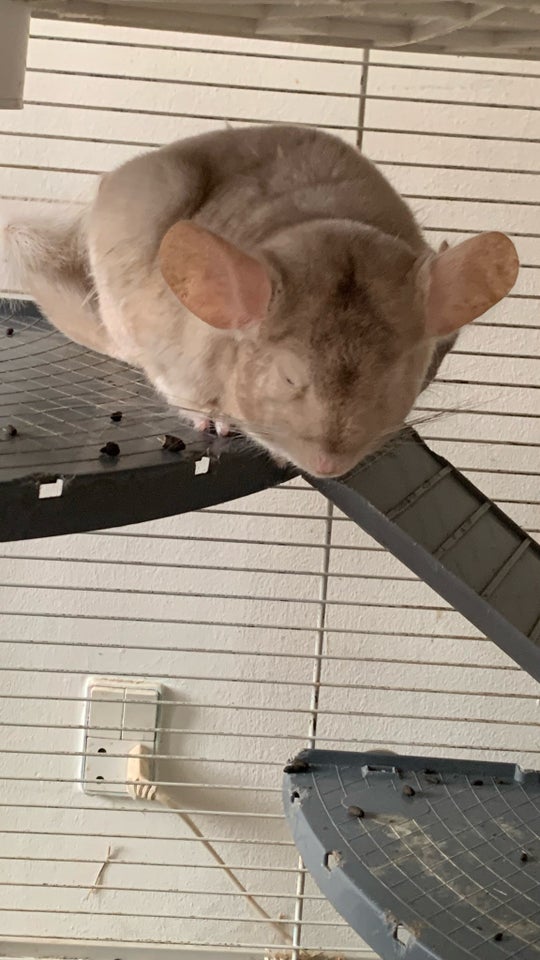 Chinchilla 2 år