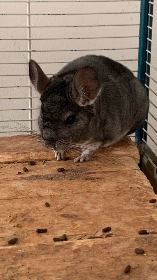 Chinchilla 2 år