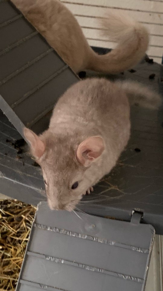 Chinchilla 2 år