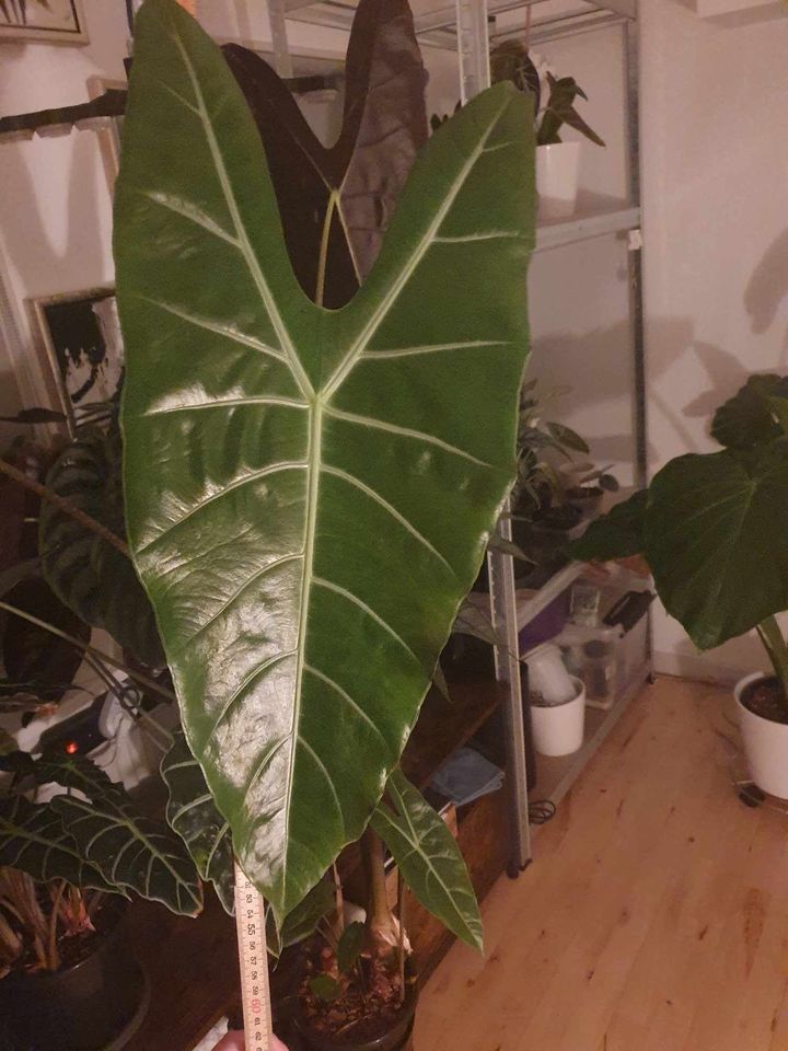 Alocasia denudata 'Purple',