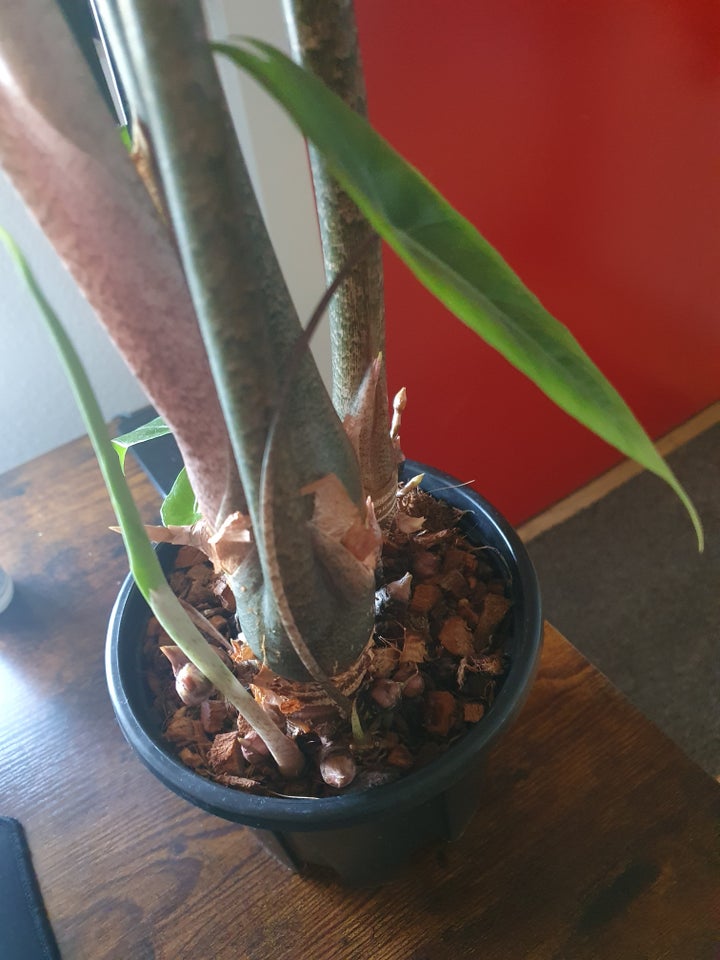 Alocasia denudata 'Purple',