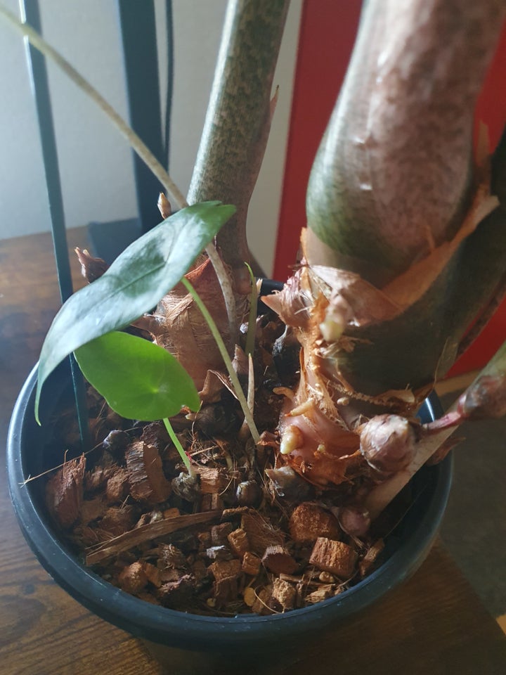 Alocasia denudata 'Purple',