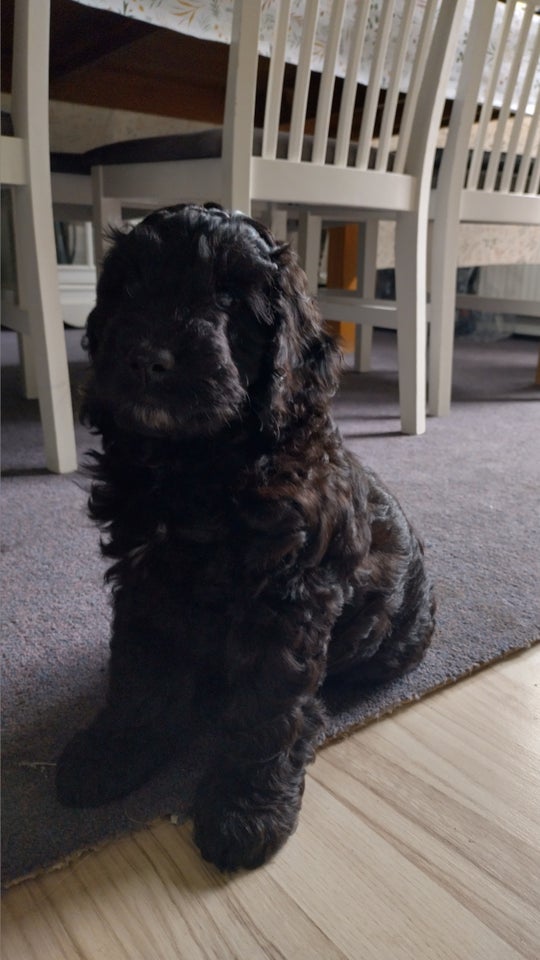 2 cockapoo/ cavapoo hvalpe