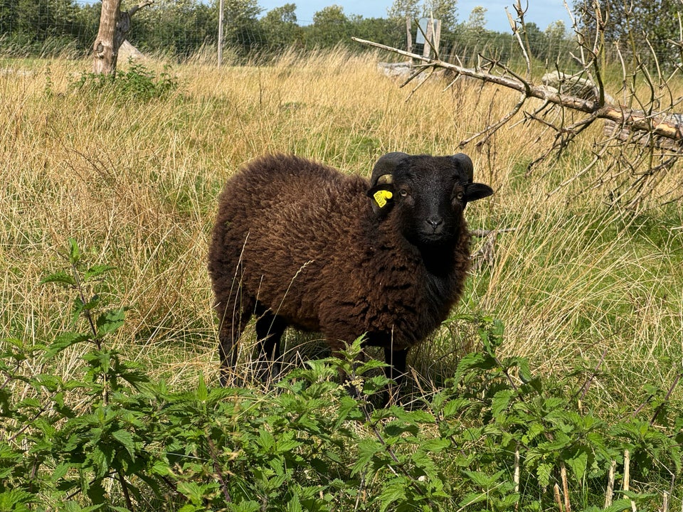 Vædderlam Ouessant